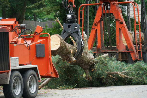 Best Storm Damage Tree Cleanup  in Westchester, FL